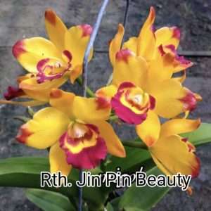 Cattleya Rth. Jin pin Beauty