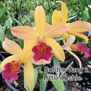 Cattleya Golden Tang X Little Toshie