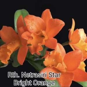 Cattleya Rth.Netrasiri Star Bright Orange