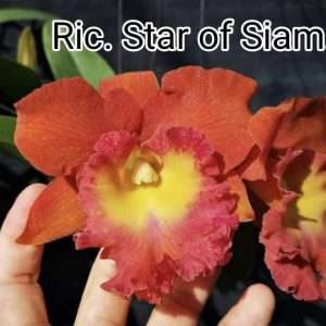 Cattleya Ric. Star of Siam