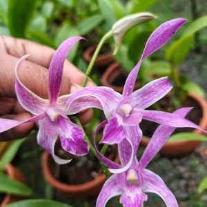 Dendrobium (Uthai Pink x GD Roose)#200