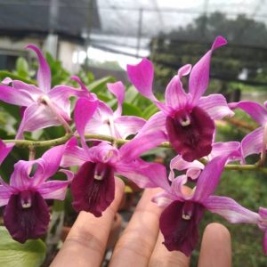 Dendrobium Indonesia Raya Red