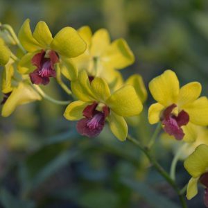 Dendrobium ThongChai Gold TT